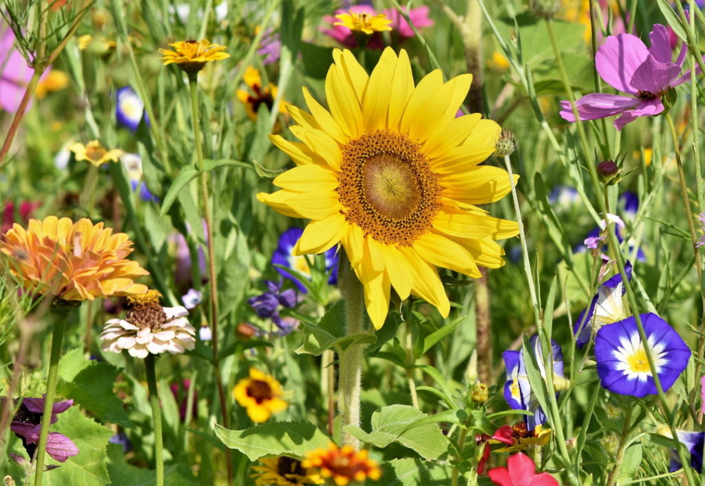 happy flowers