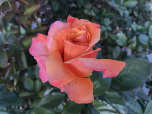 pink and orange rose - ripples of change
