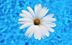 Swimming into Meditation