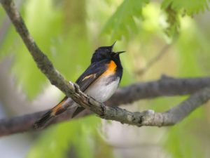 Singing Birds