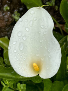 Art - Calla Lily