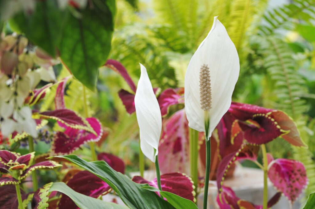 Peace Lily